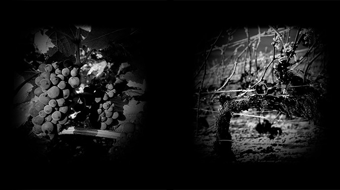 Deux photos des vignes en noir et blanc, prise façon sténopé.