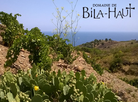 Les vignes du domaine de Bila Haut, en Roussillon, l'hiver.