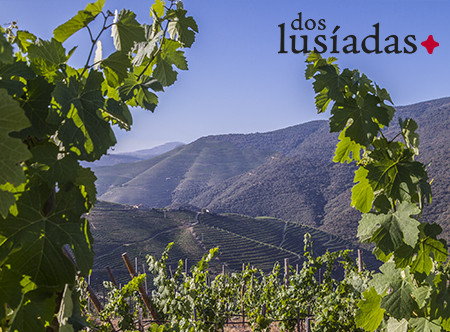 La vallée du Douro et nos vignes sous un ciel bleu.