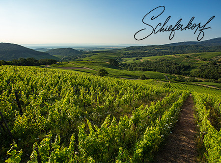 Le vignobles de Schieferkopf au printemps, quand les vignes se parent d'un vert flamboyant.