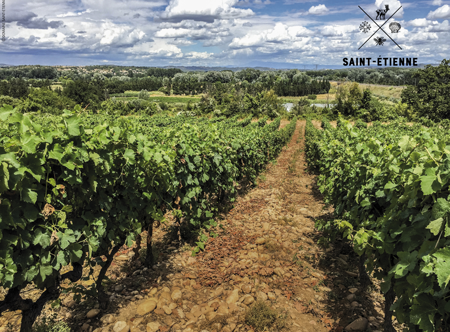 Vignoble et à l'horizon le Mont Ventoux.