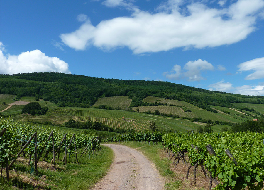 Bassin du Rhin - Schieferkopf