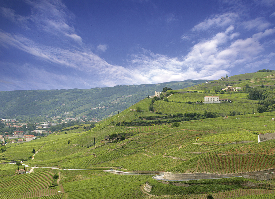 Colline de l'Hermitage, M. CHAPOUTIER 