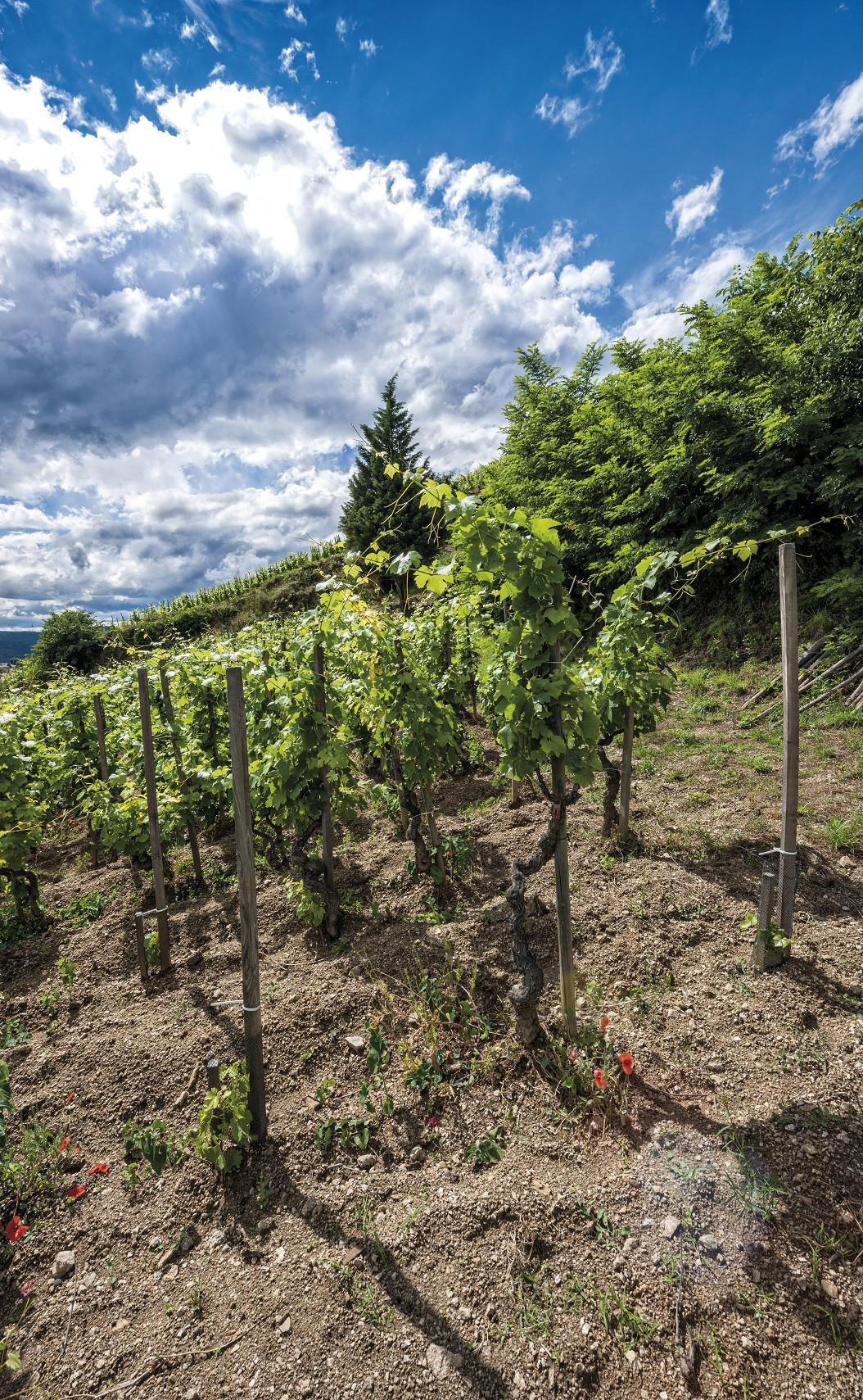 Les vignes du Pavillon sous un ciel bleu d'été.