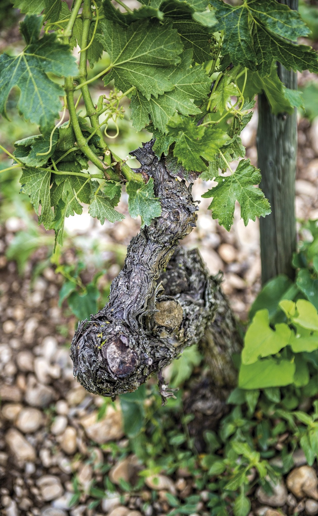 Un cep de vigne vu de près.