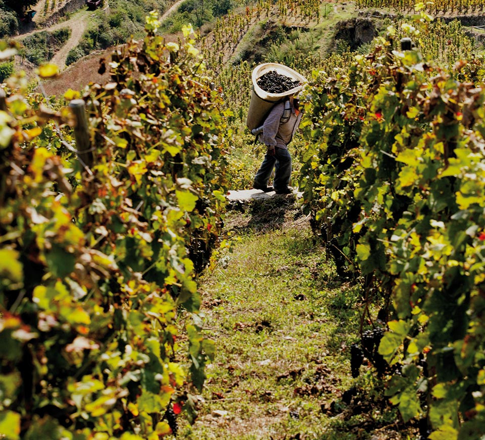 Les terroirs M. CHAPOUTIER