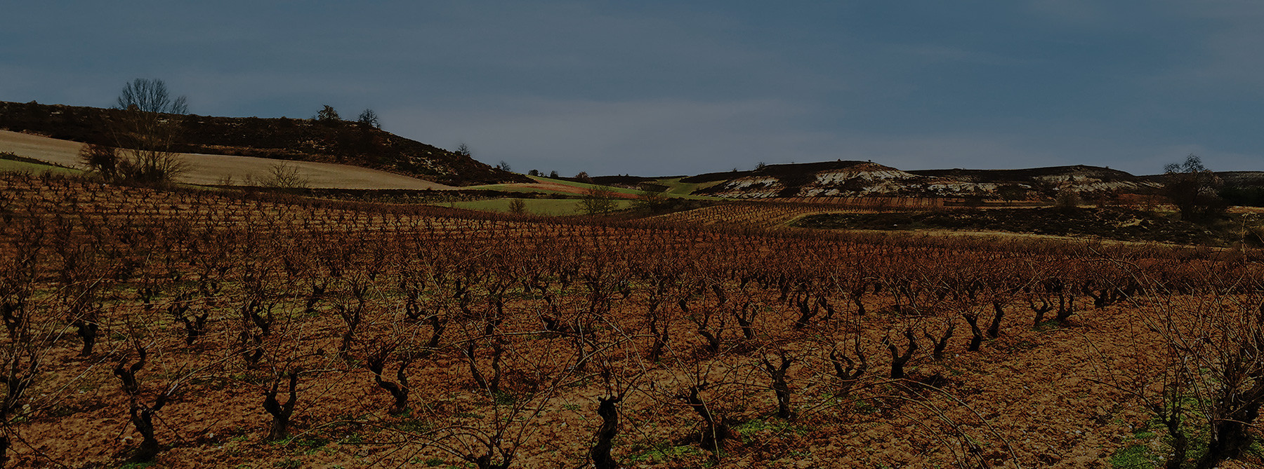 La vigne Dominio del Soto qui pleure.