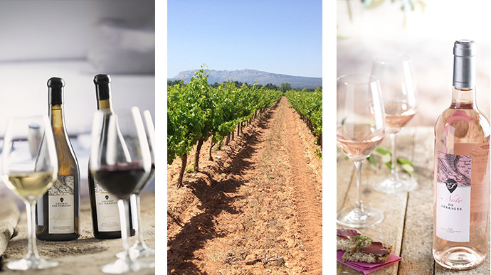 2 singles vineyards of Château des Ferrages, vines and at the horizon the Sainte Victoire mountain, the rosé "Mon Plaisir" with olives.