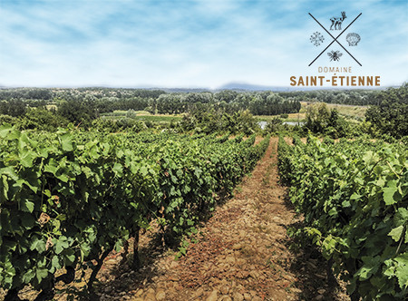 Saint-Etienne vines