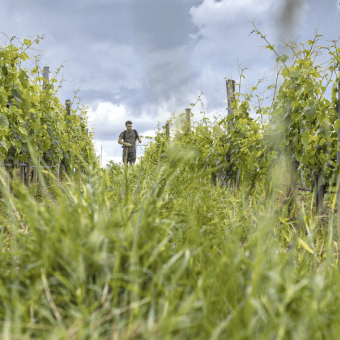 La vigne plus résiliente grâce à la biodynamie